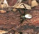 Misumena_vatia_F2191_Z_78_Les Gris_Frankrijk